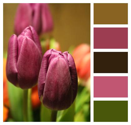 Tulips Flower Background Buds Image